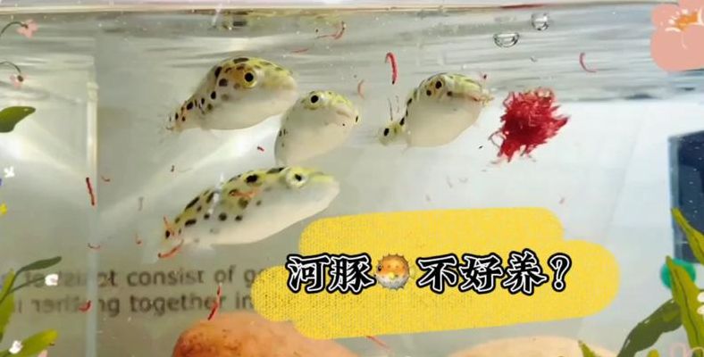 潜水艇鱼（潜水艇鱼饲养方法）