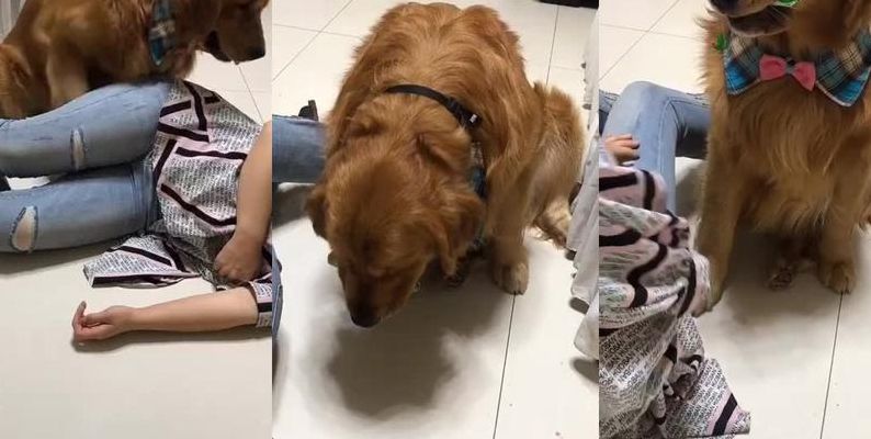 狗狗趁主人睡觉开冰箱偷吃雪糕（狗狗吃零食躲着主人）