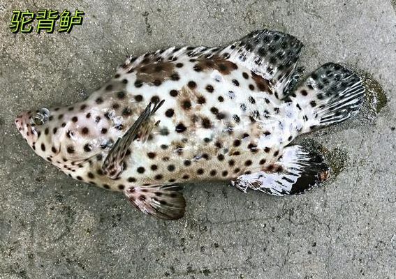 深海鱼都有哪些（深海鱼都有哪些种）