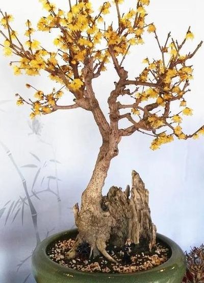腊梅盆景价格（腊梅盆景视频）