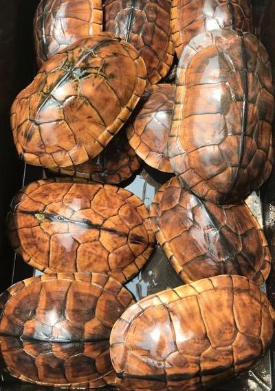 金钱龟怎么养（金钱龟怎么养活）