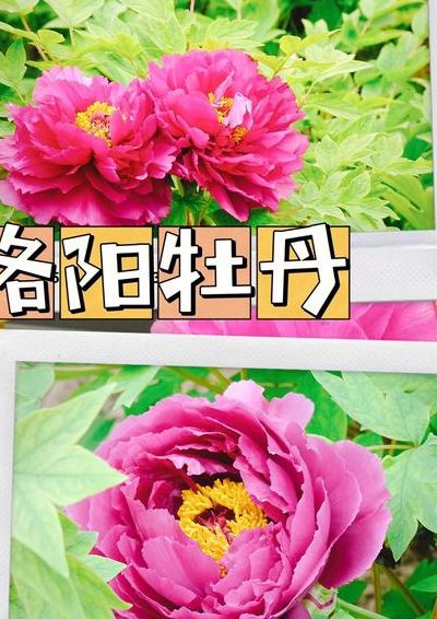河南洛阳牡丹节（河南洛阳牡丹节什么时候开）