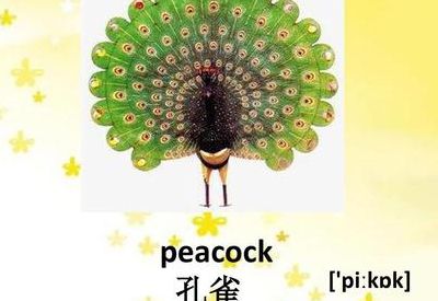 孔雀的英文（孔雀的英文怎么读音）