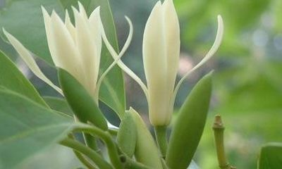 白兰花花语（白兰花花语大全）