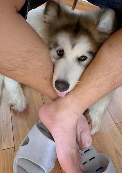 把狗狗的大东西放在里面的简单介绍