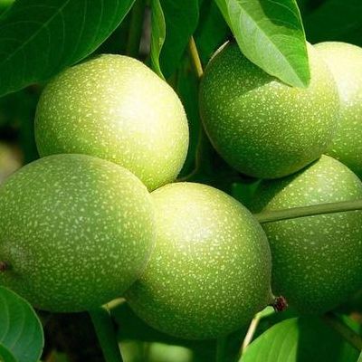 青皮核桃（青皮核桃图片真实图片）