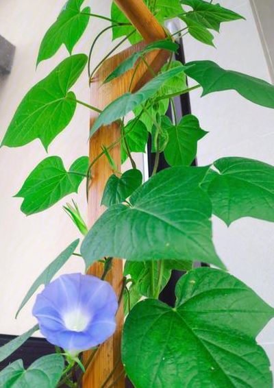 牵牛花什么时候开（牵牛花什么时候开花早上还是晚上）