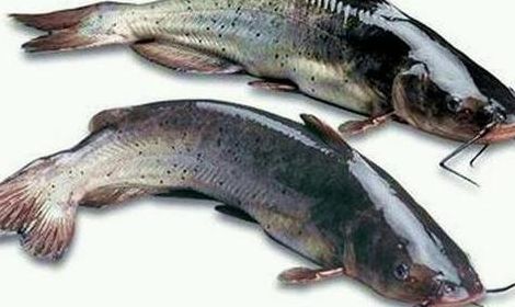 鮰鱼和鲶鱼一样脏吗（鲴鱼与鲶鱼区别）