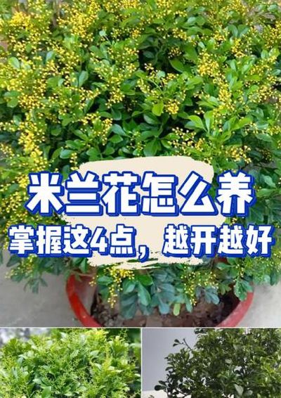 米兰花的养殖方法剪枝（米兰花怎么养修剪）
