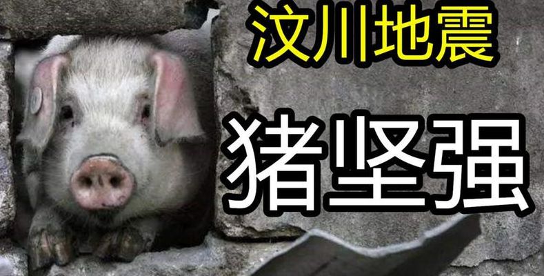 猪坚强的故事（猪坚强的故事512）