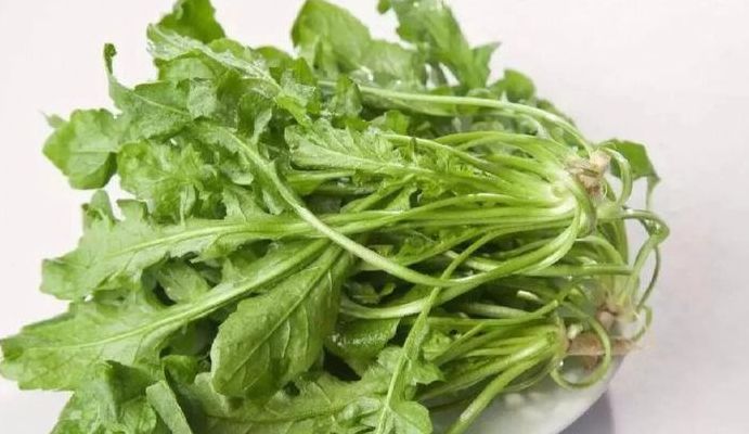 荠菜图片功效与作用（荠菜图片功效与作用禁忌）