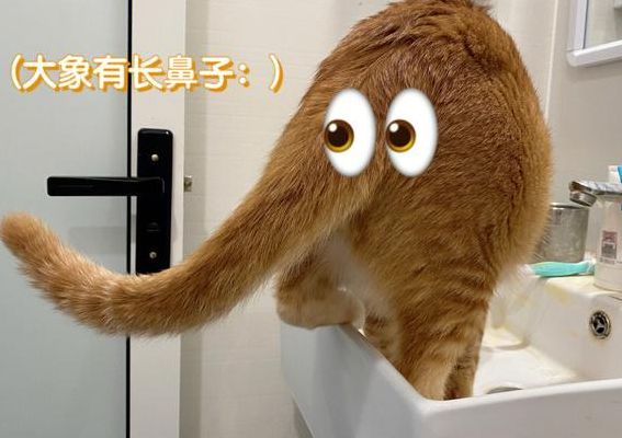 大象的鼻子为什么那么长（大象的鼻子为什么那么长呢用什么标点符号）
