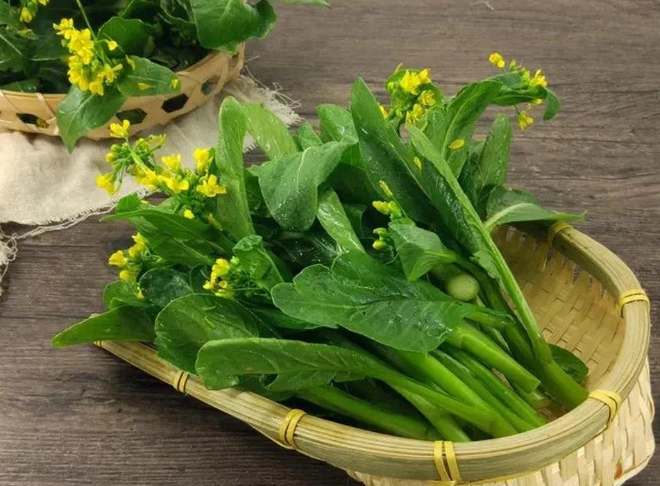 白菜属于什么科（白菜属于哪种科属）