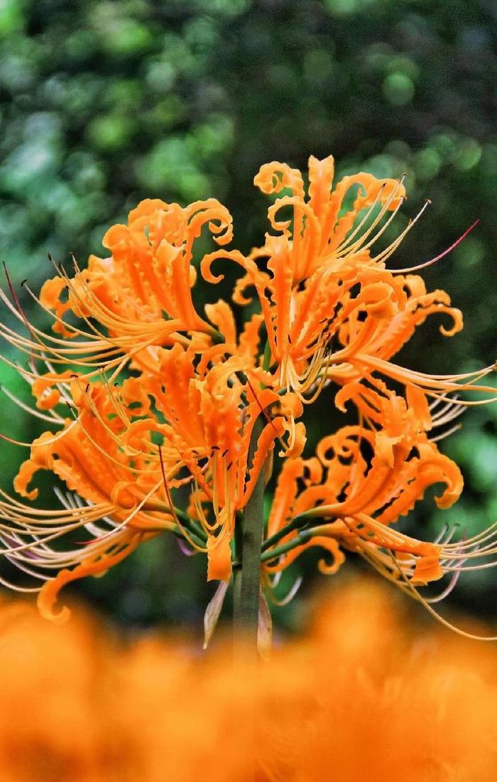 彼岸繁花开一千年（彼岸花花开1000年花落一千年）