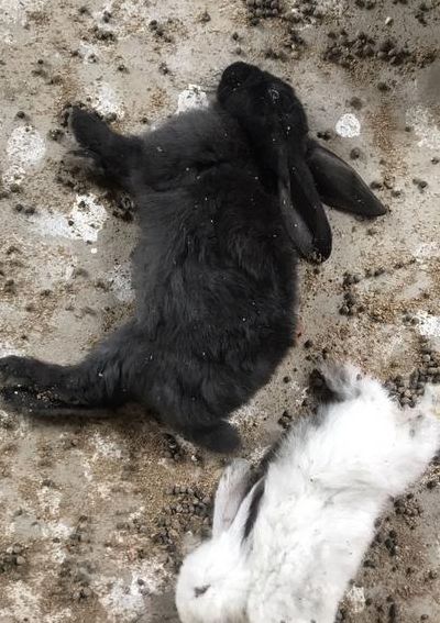 兔子死了预兆家庭什么（兔子死了征兆）