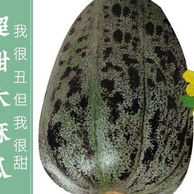 麻瓜是什么梗的简单介绍
