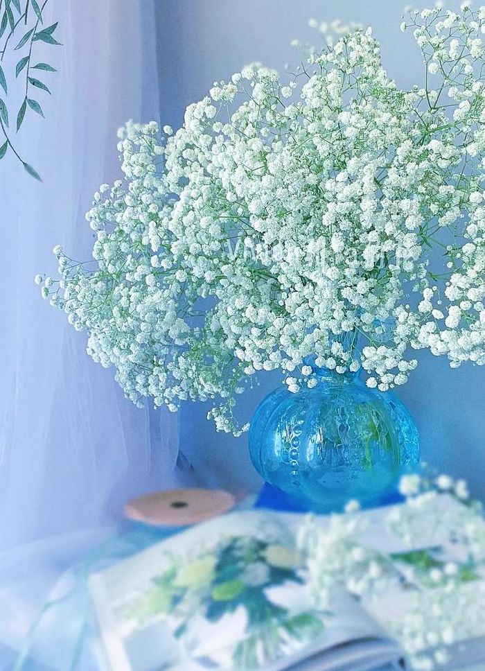 满天星花语和寓意（满天星花语和寓意是什么）