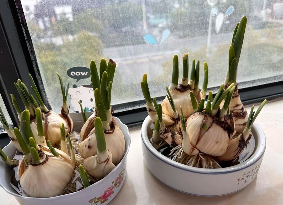 水仙花几点开花（水仙花几点开花一天）