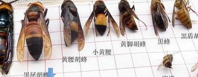 马蜂和蜜蜂的区别（马蜂和蜜蜂的区别长相）