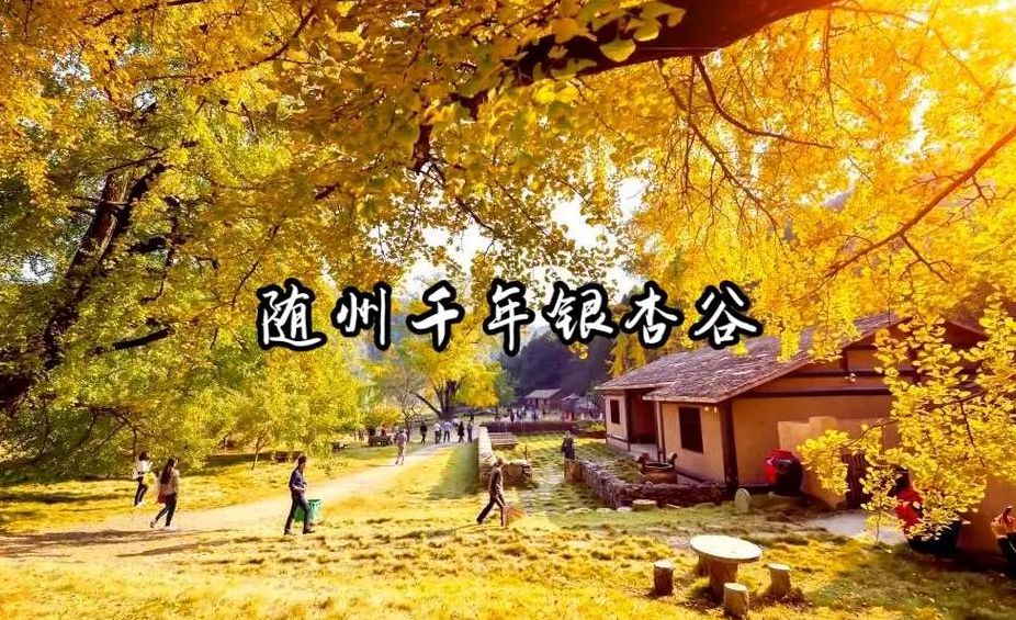 随州千年银杏谷景区（随州千年银杏谷景区最佳观赏时间）