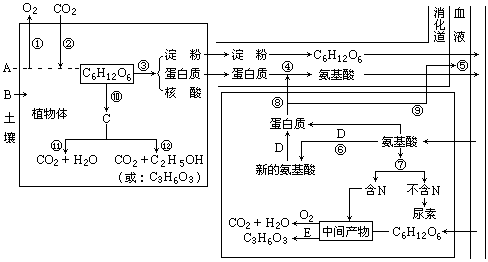 恒温动物（恒温动物体内的新陈代谢还是细胞代谢是产热的源头）