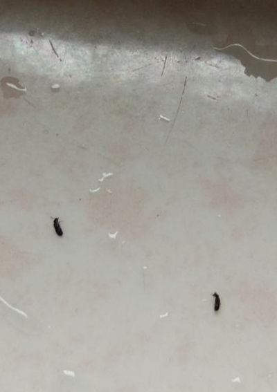 家里有小黑虫怎么清除（家里有小黑虫怎么清除还咬人）