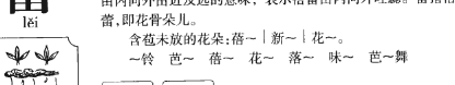 花蕾读音（花蕾读音怎么读）