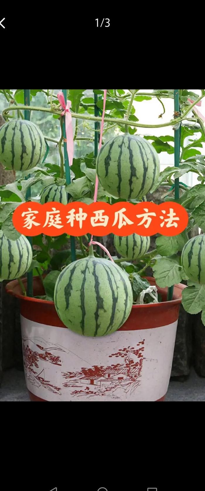 西瓜种子怎么种（西瓜种子怎么种植方法 在家）