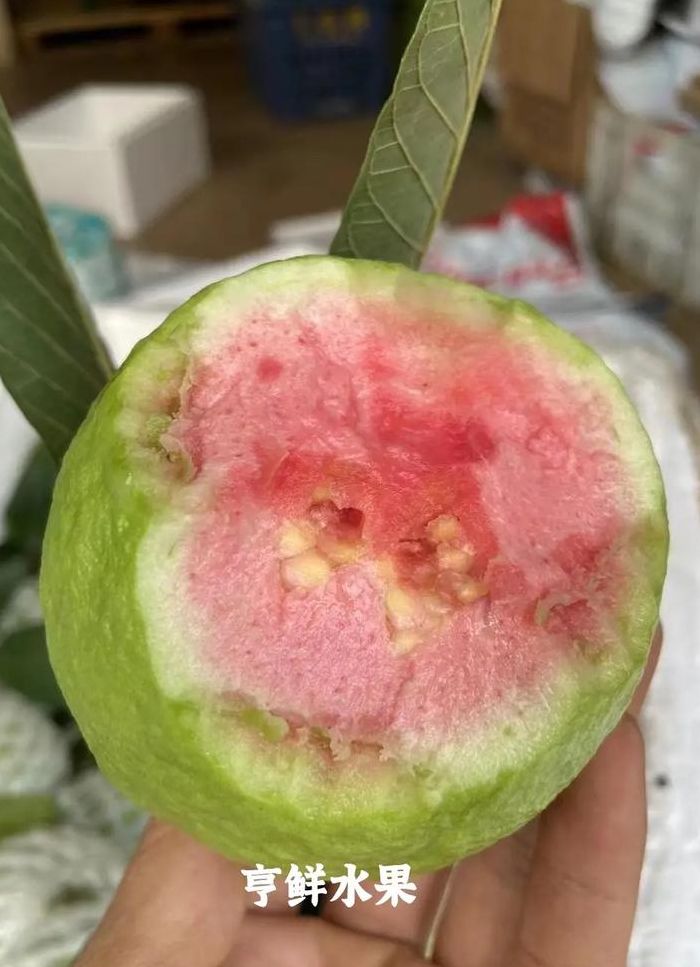 芭乐和番石榴的区别（芭乐和番石榴的区别生产地）