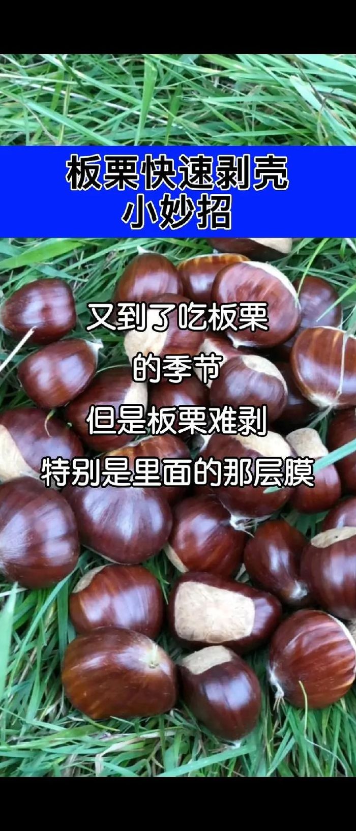 毛栗子怎么剥皮（毛栗子怎么剥皮最简单的方法）