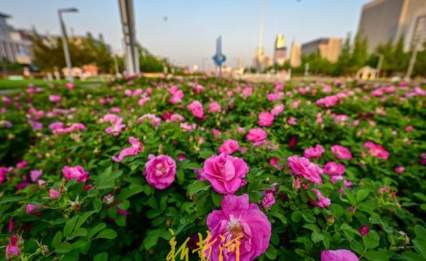济南的市花是什么（济南市的市花是）