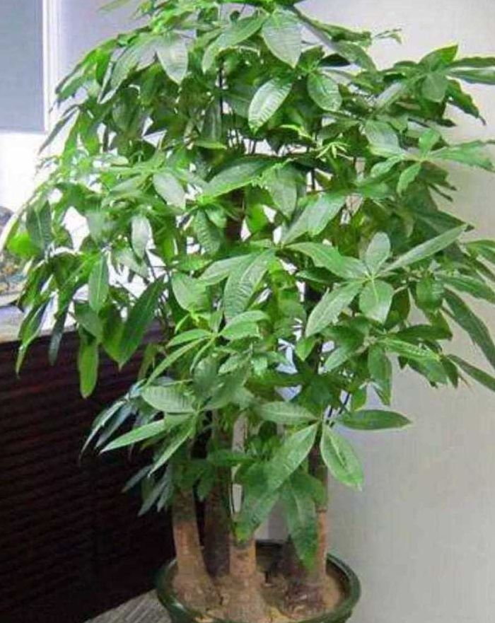 招财树怎么养才茂盛（招财树怎么养才茂盛怎么浇水）
