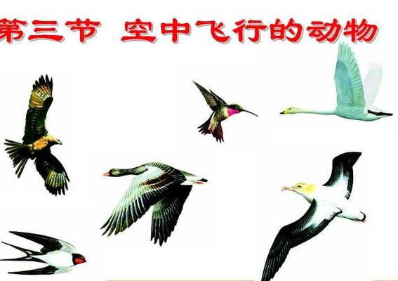 会飞的动物（会飞的动物分类）