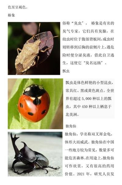 100种昆虫名字大全（100种昆虫名字大全外貌都有什么特点）
