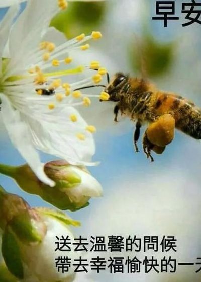 早上问好的句子（早上问好的句子简短幽默）