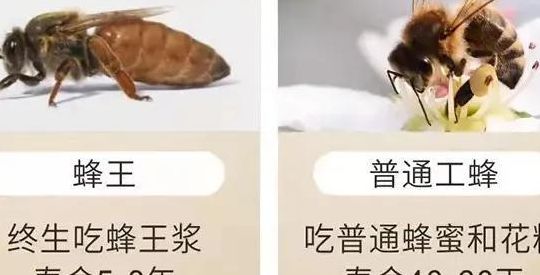 蜂王吃什么（蜂王吃什么东西）