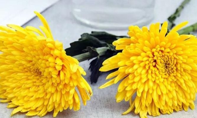 菊花是什么意思（送人送菊花是什么意思）