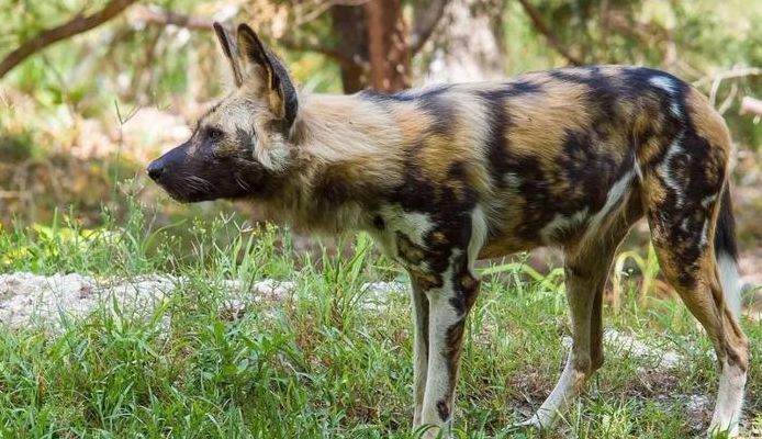 非洲野犬（非洲野犬能驯服吗）