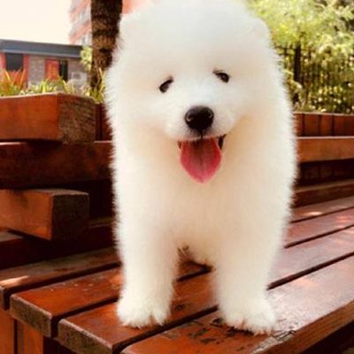 什么狗最干净最好养（什么狗最干净最好养中型犬）