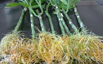 生根粉可以浇花吗（生根粉可以浇花吗）