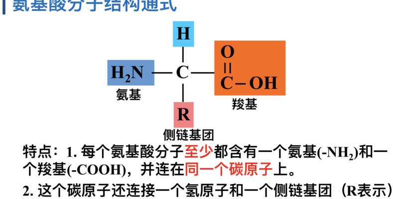 氨基酸的结构通式（氨基丁酸和赖氨酸的区别）