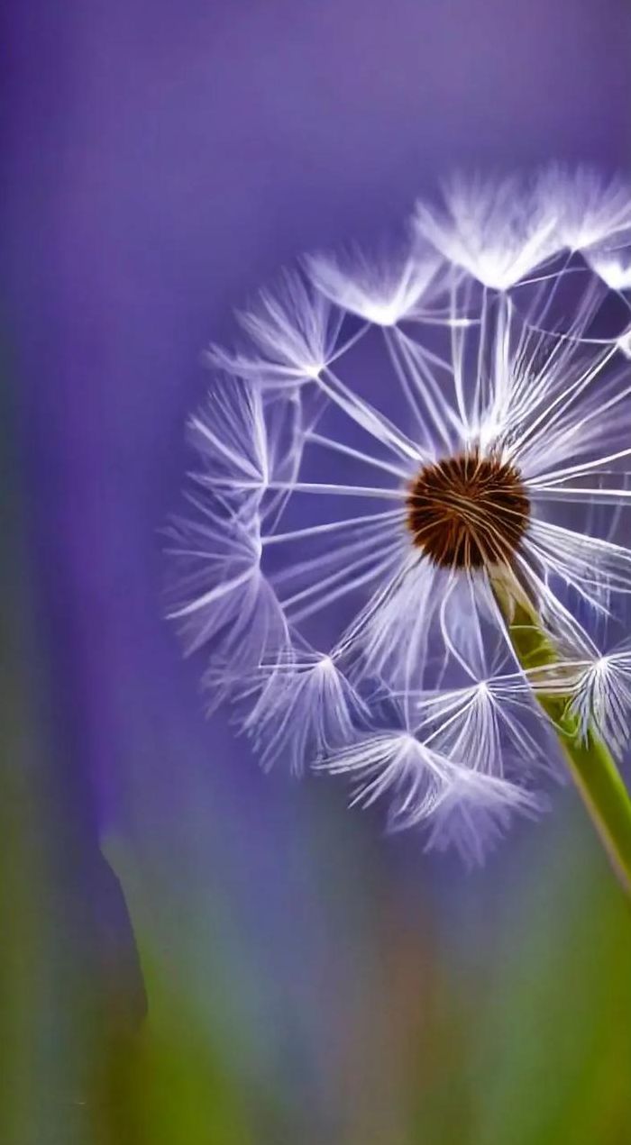 蒲公英的花语（蒲公英的花语象征与寓意）