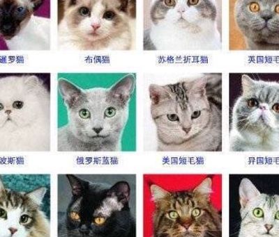 猫名字大全洋气的（猫名字大全洋气的四个字）