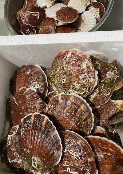 海产品有哪些（日本海产品有哪些）