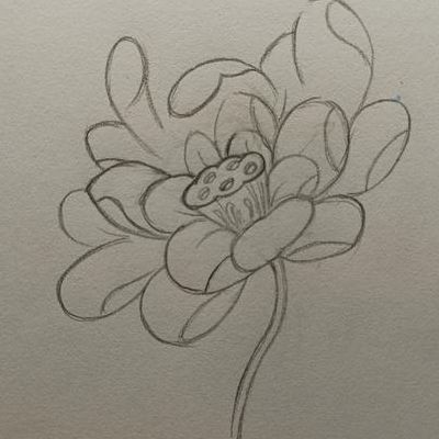 画荷花图片铅笔画图片（画荷花的详细步骤图解）