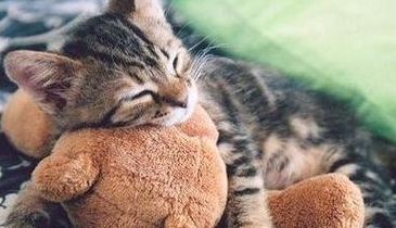 做梦梦见猫是什么意思（周公解梦女人梦见猫）