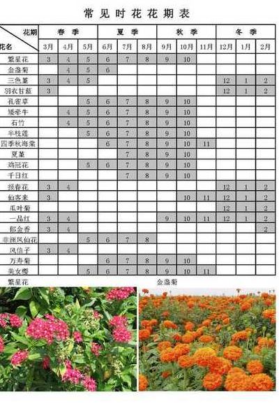 各种花的开花时间表（各种花的开花时间表按从早到晚的顺序24小时）