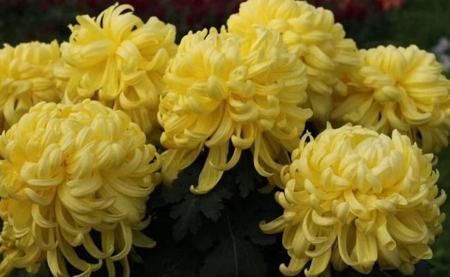 菊花象征什么（菊花象征什么精神）
