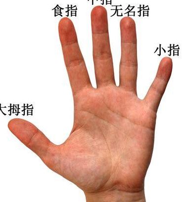 手指叫法（手指叫法名称图片）