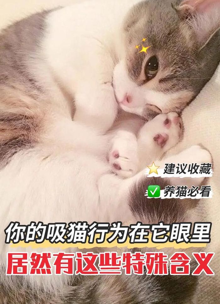 什么是吸猫（什么是吸猫行为）